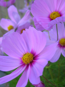 pink cosmos