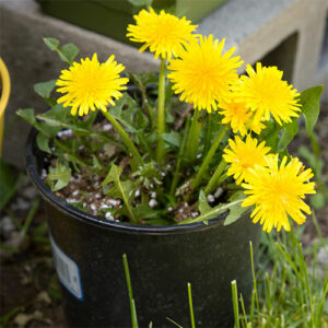 potted dandelions