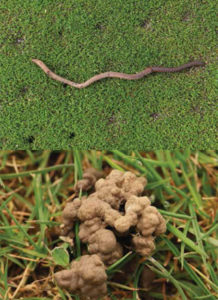 Earthworm castings