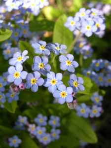 Blue forget me nots