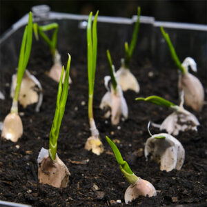 planting garlic