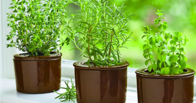 herbs
