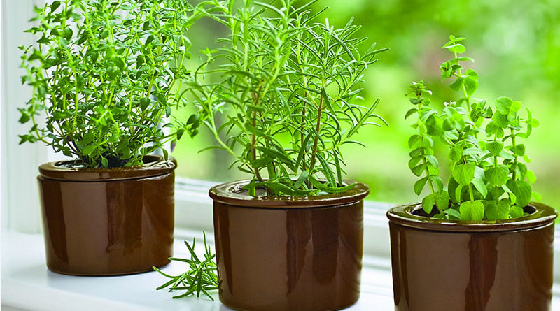 herbs