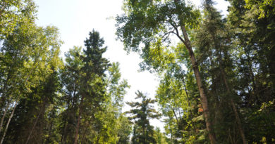 how trees talk nature