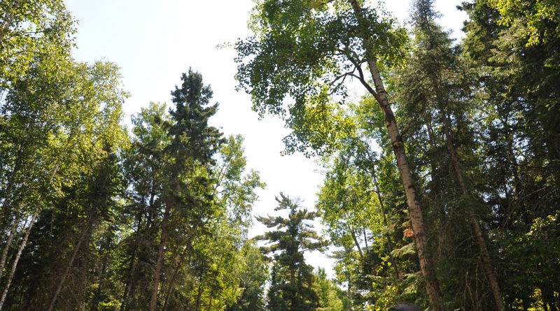 how trees talk nature