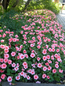 impatiens