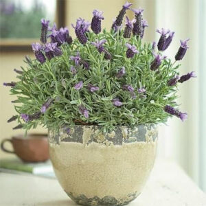 potted avender