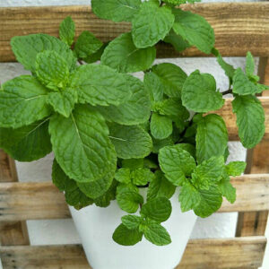 potted mint