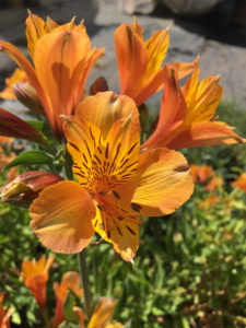 orange alstroemeria