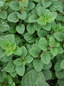 oregano herb plant