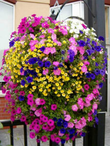 trailing petunia hanging basket