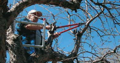 basic proper pruning techniques