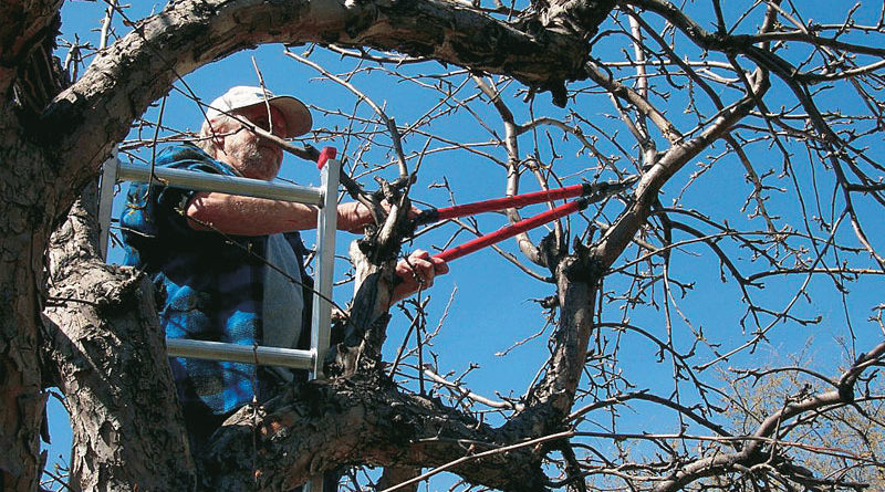 basic proper pruning techniques