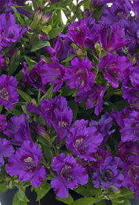 purple-alstroemeria