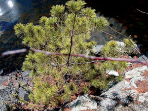 A white pine clinging precariously to bare rock.