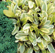  Ajuga 'Toffee Chip'
