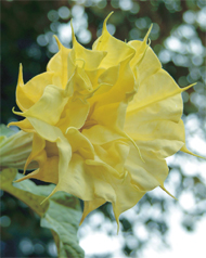  Yellow angel's trumpet