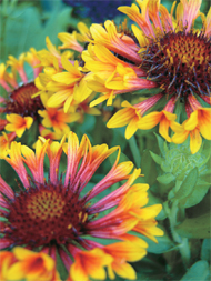  Gaillardia 'Fanfare'
