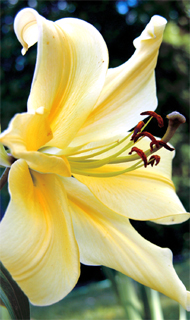  Yellow daylily