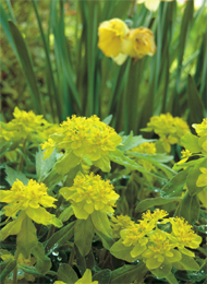  Cusion spurge