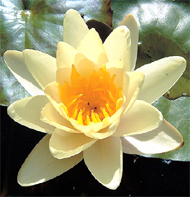  Yellow pond lily