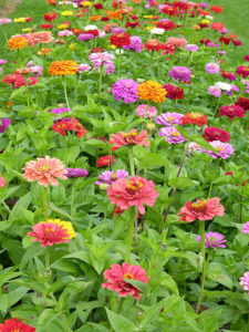 zinnias