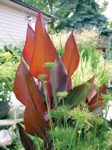 canna plant