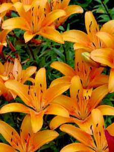 garden star