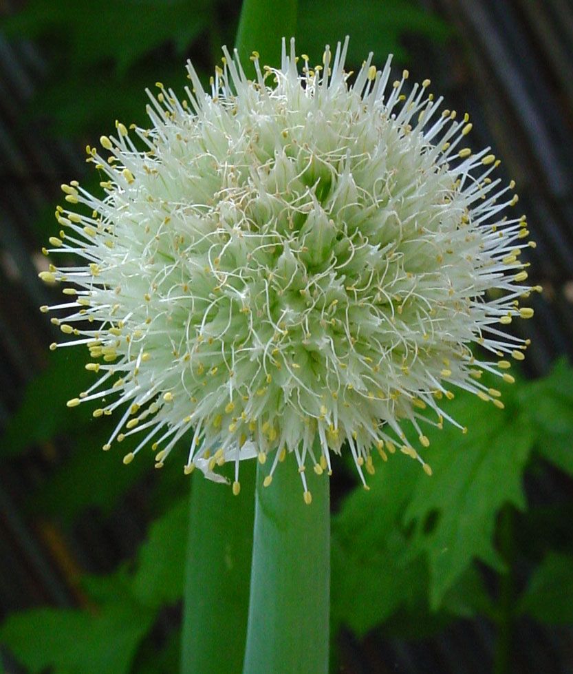 Allium cepa (onion)