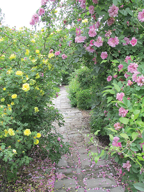 In July the garden is at its peak. Rose garden of Ontario