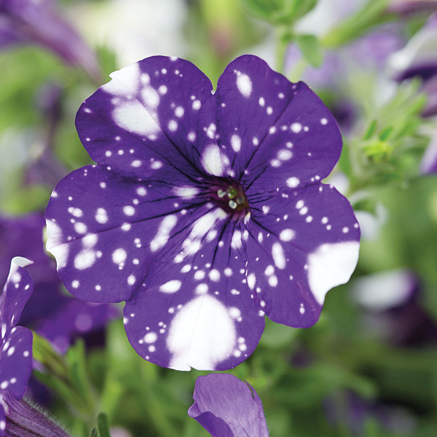 Petunia Night Sky