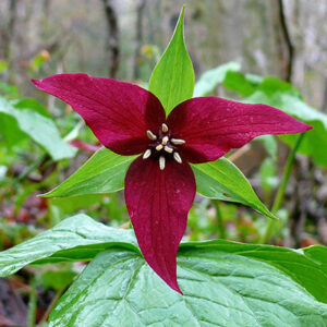 Red trilliums (Trillium erectum) are also known as Stinking Benjamins.