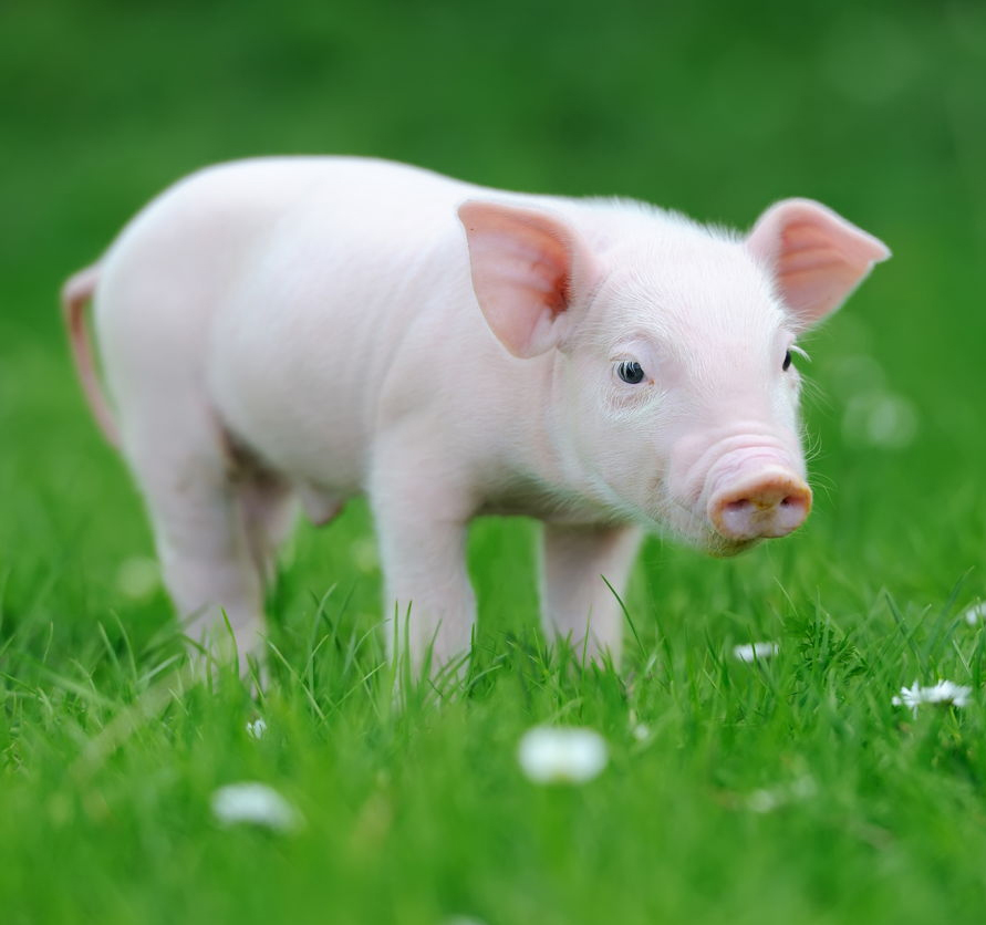 interesting facts about pigs shoat