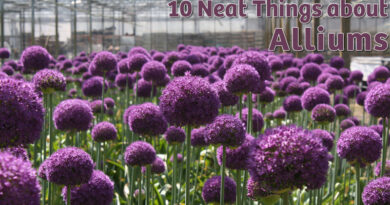10 Neat Things about alliums