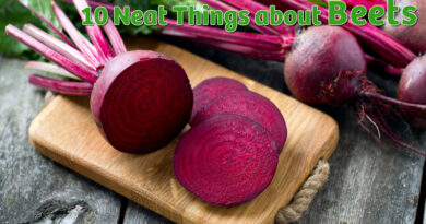 cool facts about beets