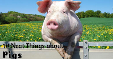 pig trivia