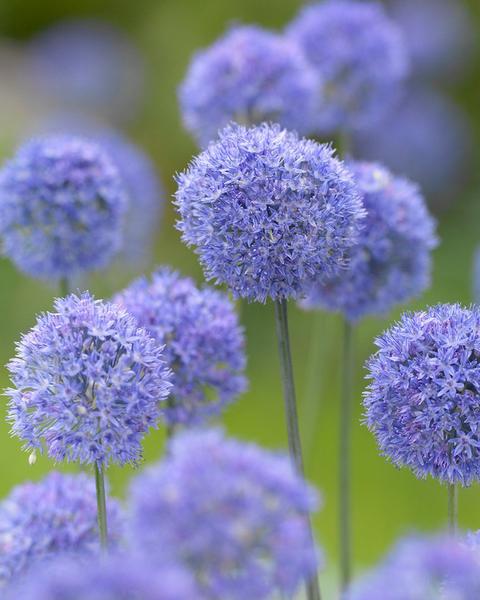 Allium azureum interesting facts