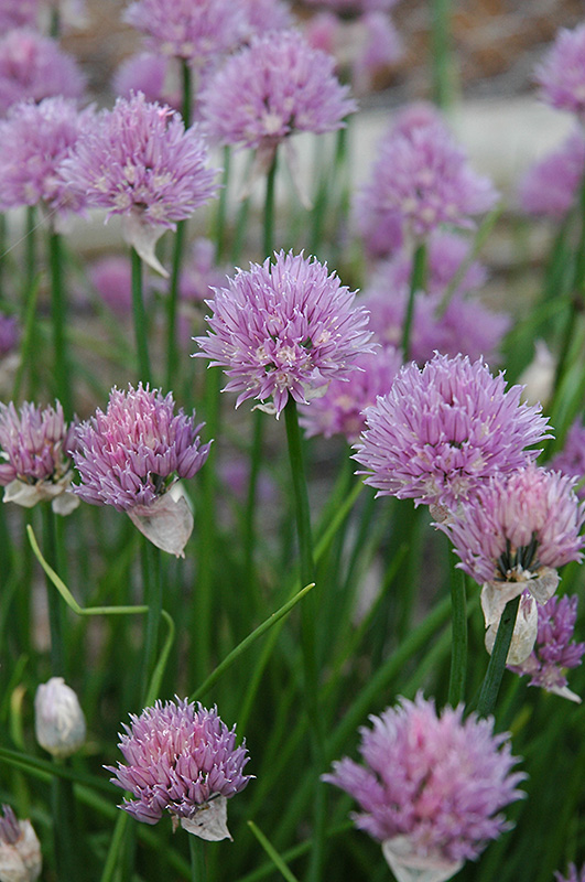 Allium schoenoprasum (chives)