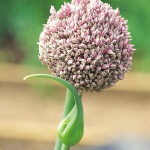 interesting facts about Allium ampeloprasum (leeks)