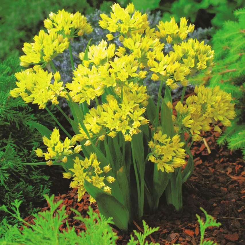 Allium moly