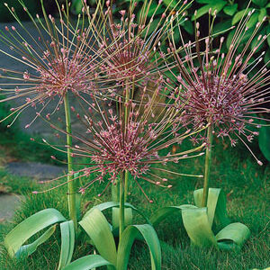 cool facts about Allium schubertii