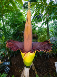 pungent plant from around the world