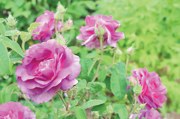 This Old Garden Rose is a Gallica named Belle de Crecy.