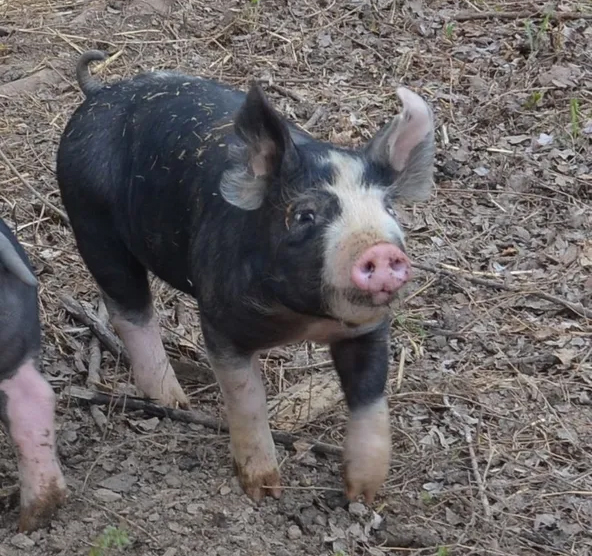 cool trivia about pigs bershire