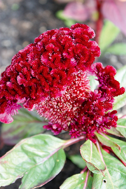 garrden bbeaaautysid Brain celosia adds innterest andd ccolour.
