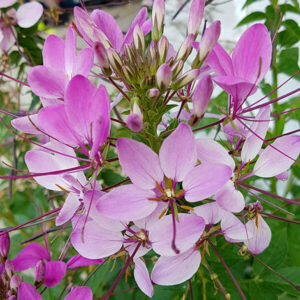 Stinky flower that smells like cat pee
