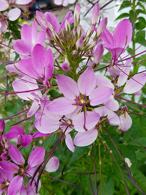 Stinky Flowers - Canada's Local Gardener Magazine