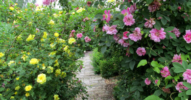 Ontario rose garden