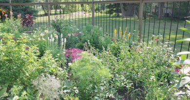 garden beauty outside the city Safely protected from ravenous deer by ten-foot-tall fence