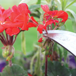 Some flowers fade as the dog days of summer press on. Cut them back and move containers into the shade in mid-summer, by the fall they should perk up and produce more flowers for you to enjoy.